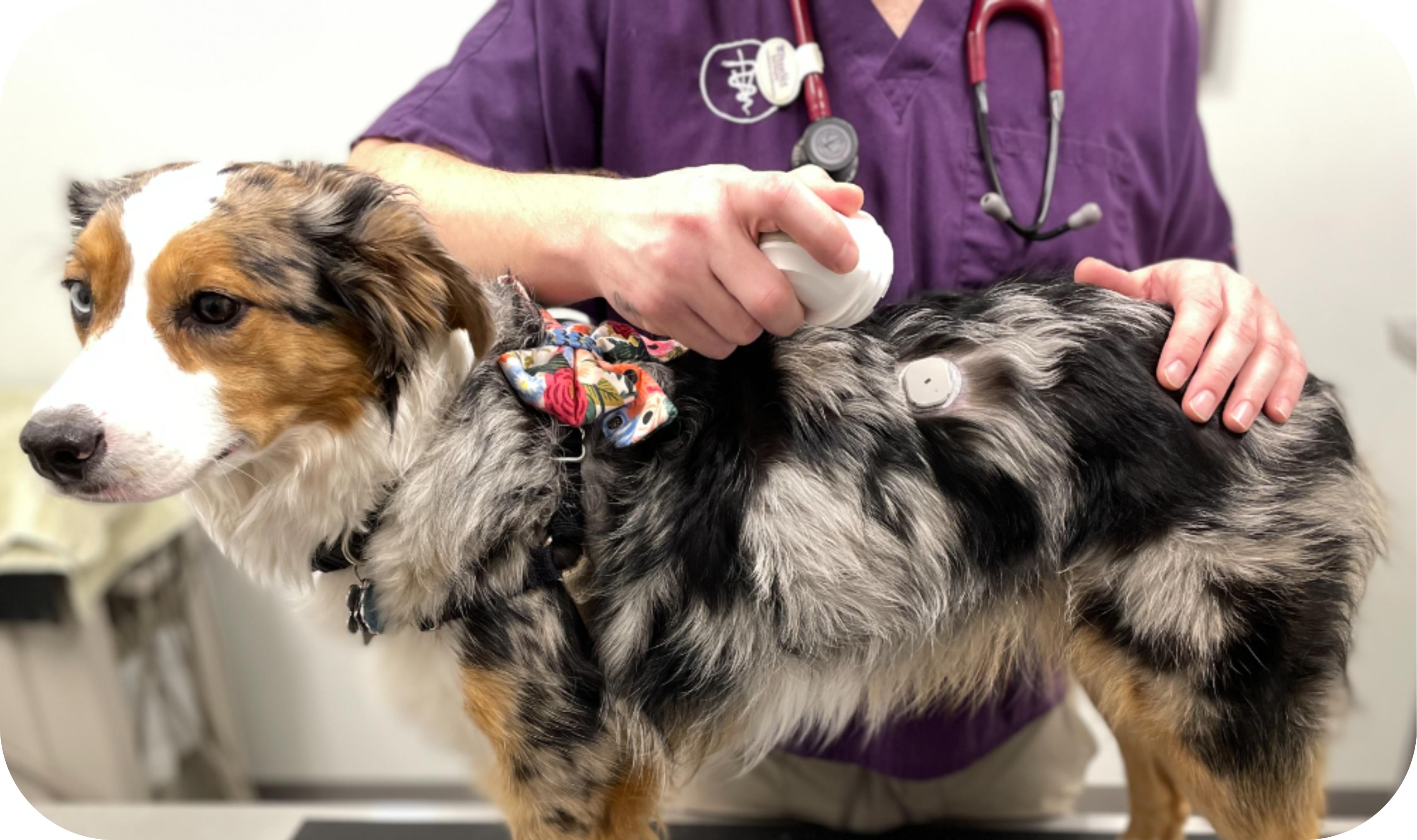 GluCurve CGM attached to a dog